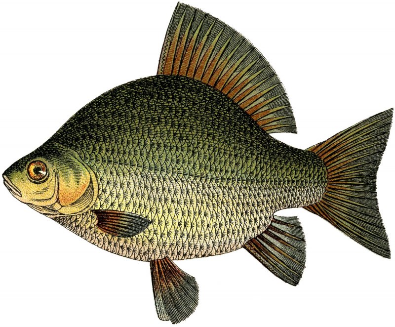 Carassius auratus серебряный карась