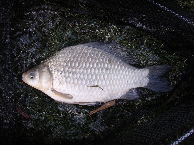 Серебряный карась (Carassius gibelio)