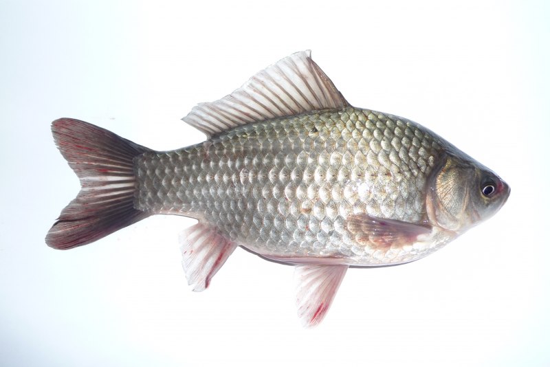 Carassius auratus серебряный карась