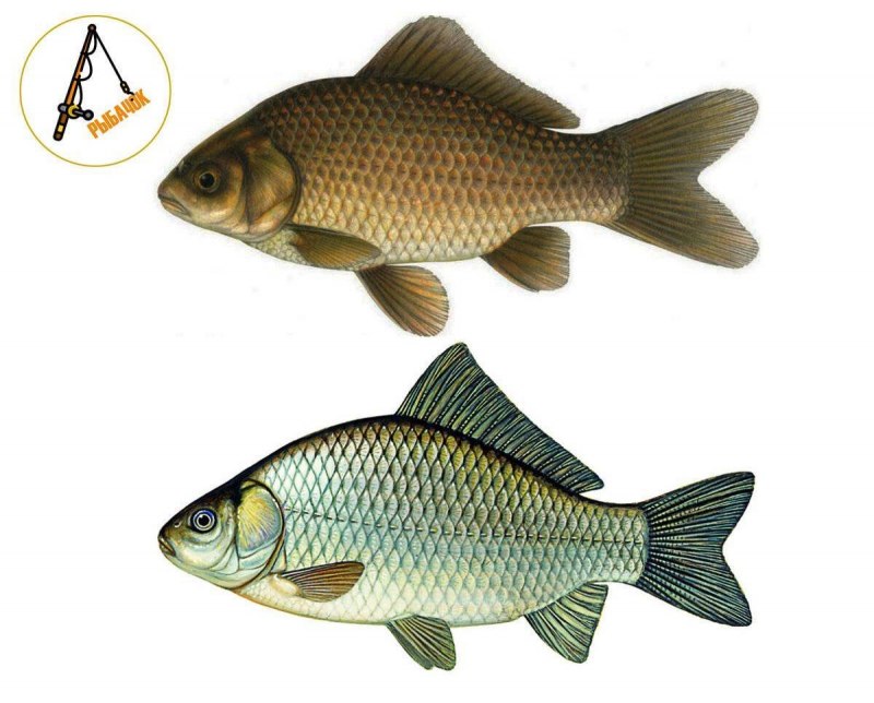 Серебряный карась - Carassius auratus gibelio