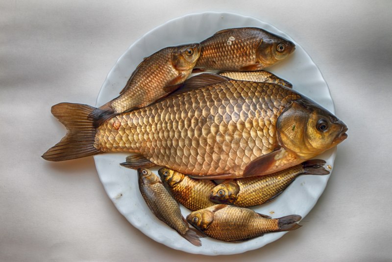 Серебряный карась (Carassius gibelio)