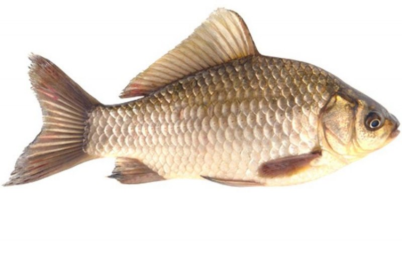 Carassius auratus серебряный карась