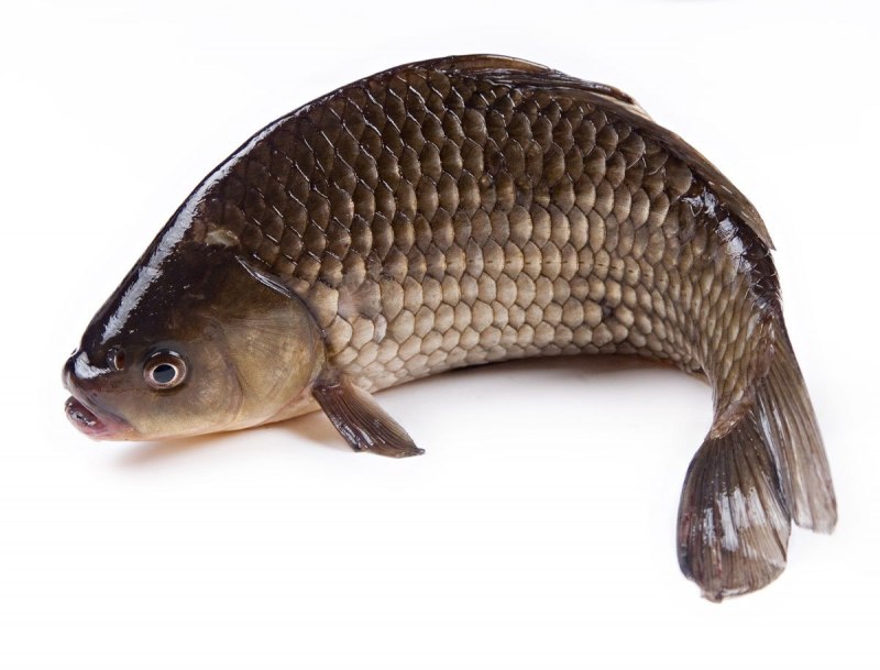 Серебряный карась (Carassius gibelio)
