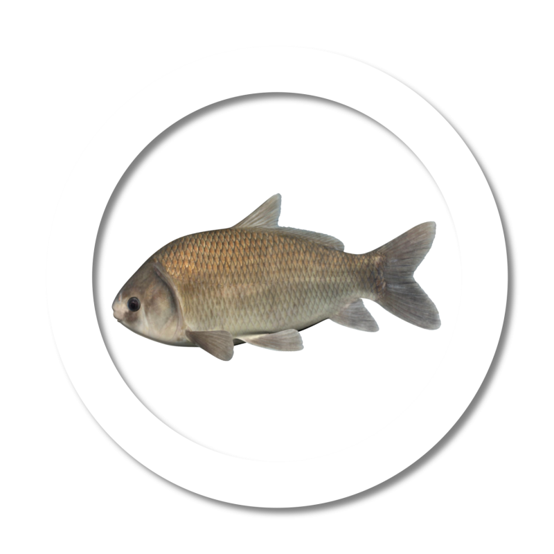 Карась обыкновенный Carassius Carassius