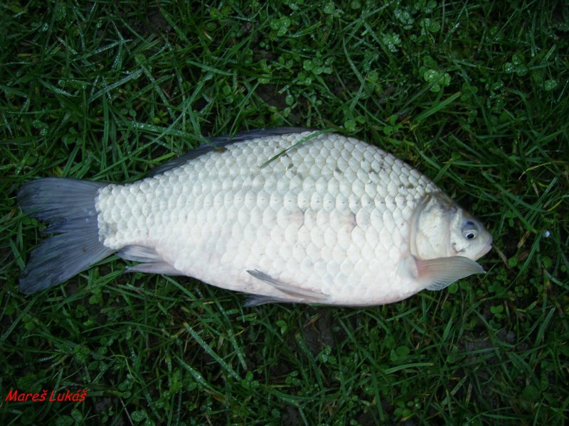 Карась золотой Carassius Carassius