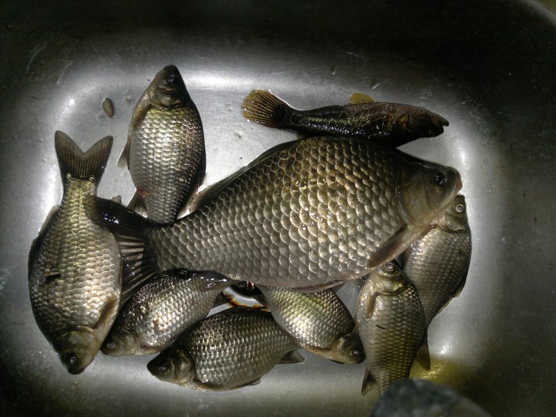 Карась (Carassius Carassius)