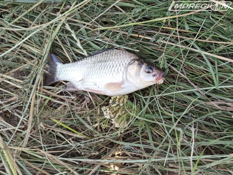 Карп (Cyprinus Carpio)