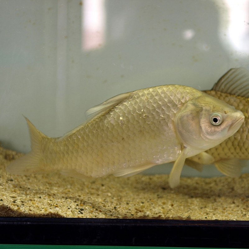 Серебряный карась - Carassius auratus gibelio