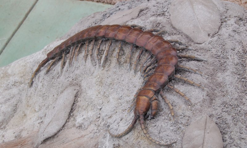 Amazonian giant Centipede