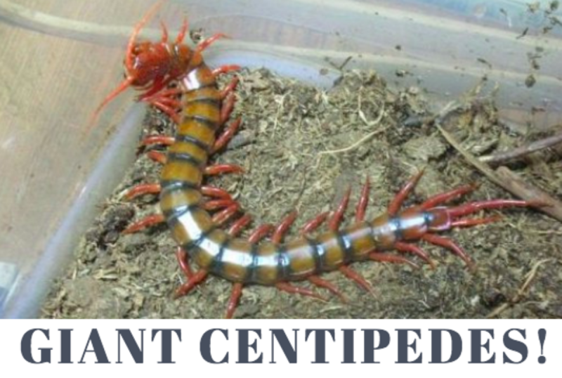 Scolopendra oraniensis