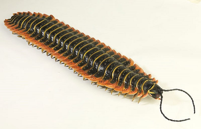 Артроплевра (Arthropleura)