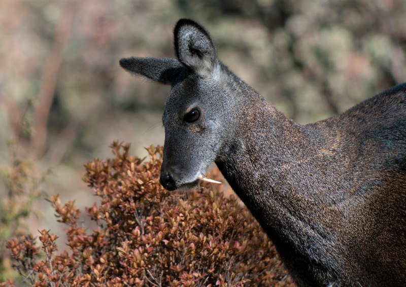 Сахалинская кабарга Moschus moschiferus sachalinensis