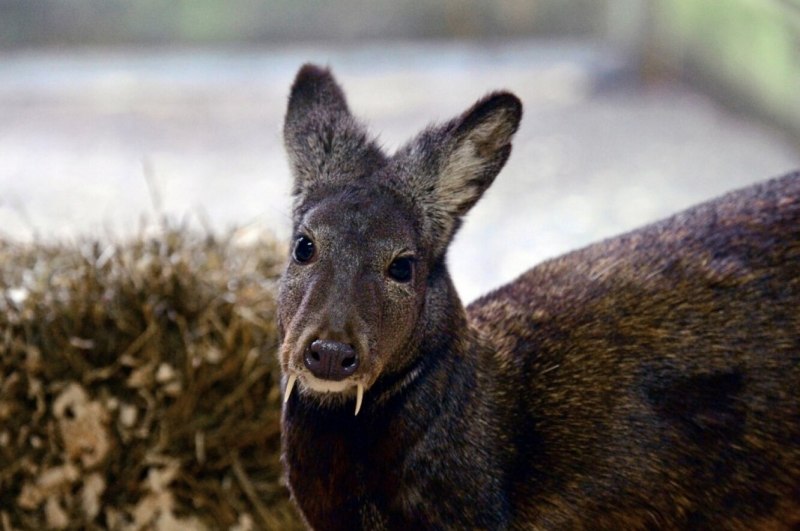 Сахалинская кабарга Moschus moschiferus sachalinensis