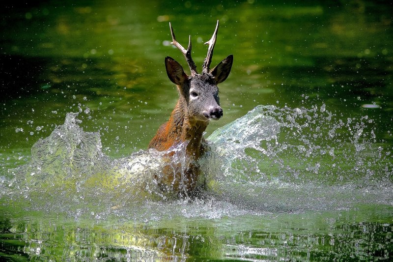 Животные возле воды