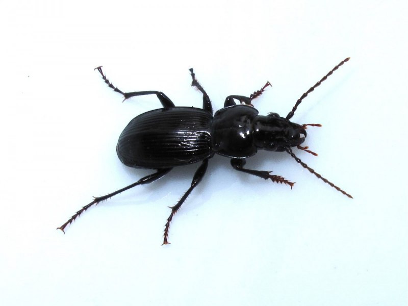 Nemoralis Жук