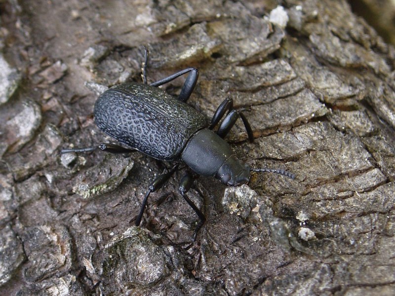 Anoplophora medenbachii