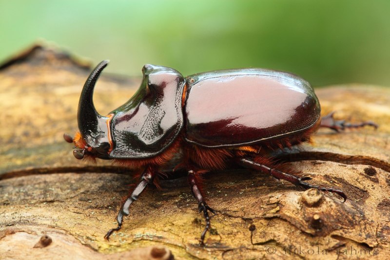 Листоед краснокаемчатый (Chrysolina sanguinolenta)