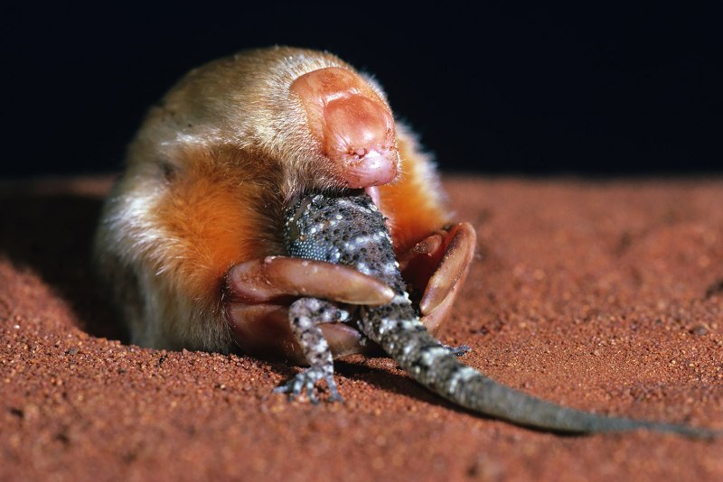 Notoryctes caurinus