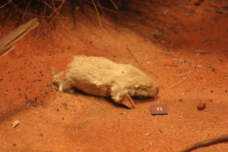 Notoryctes Typhlops