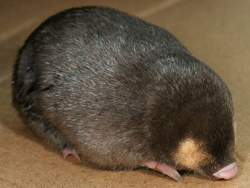 Капский златокрот chrysochloris Asiatica