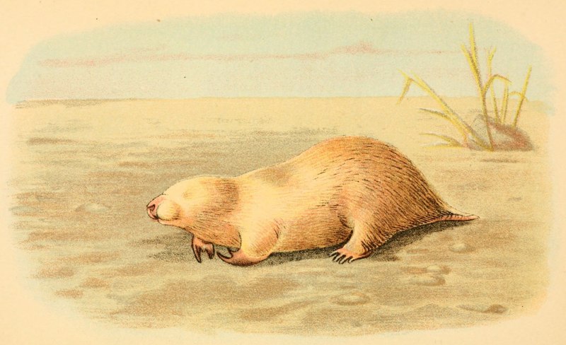 Notoryctes caurinus