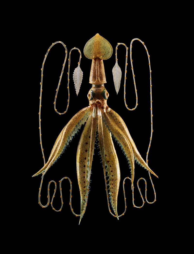 Squid gam 240