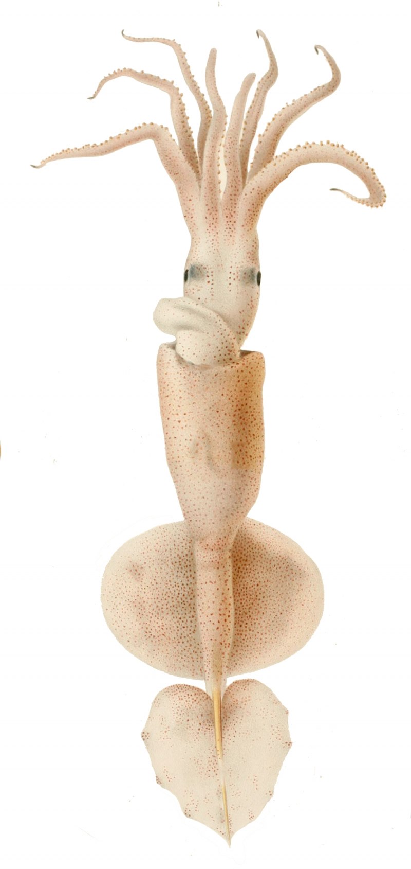 Sepioteuthis lessoniana