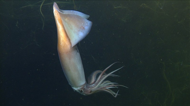 Magnapinna Squid