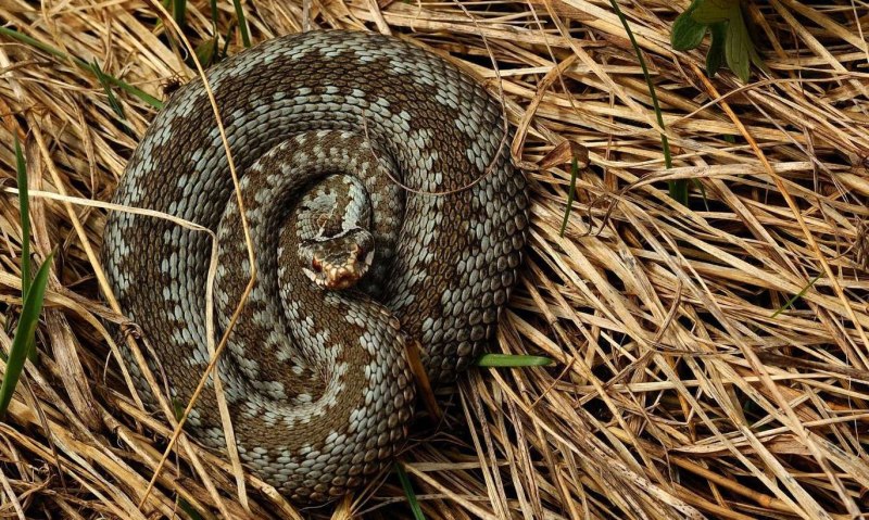 Гадюка Сахалинская ( Vipera sachalinensis )