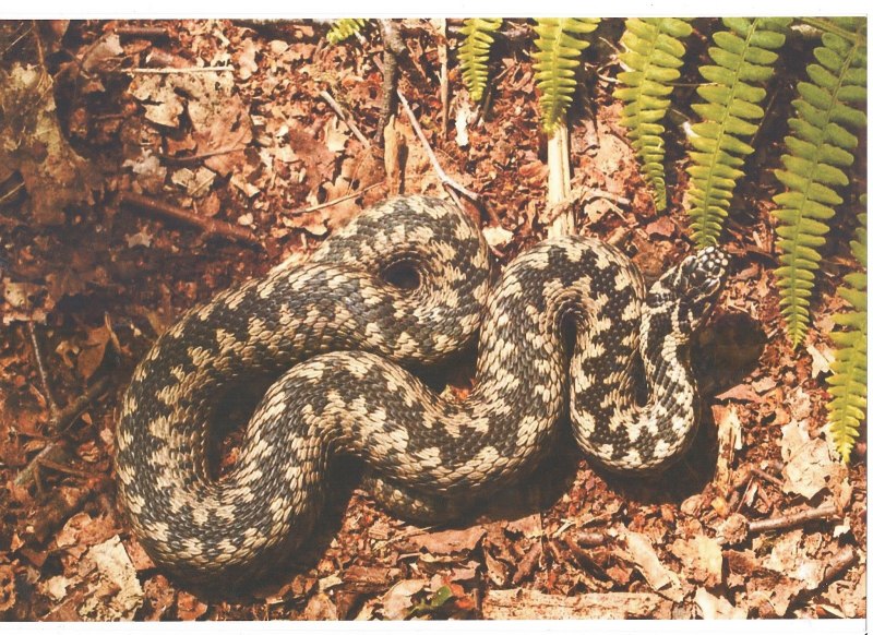 Обыкновенная гадюка (Vipera berus)