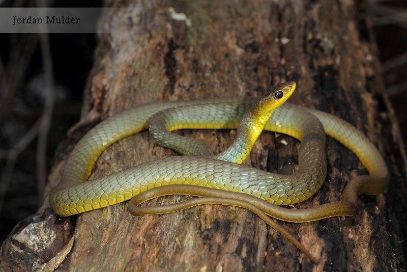 Dendrelaphis punctulatus