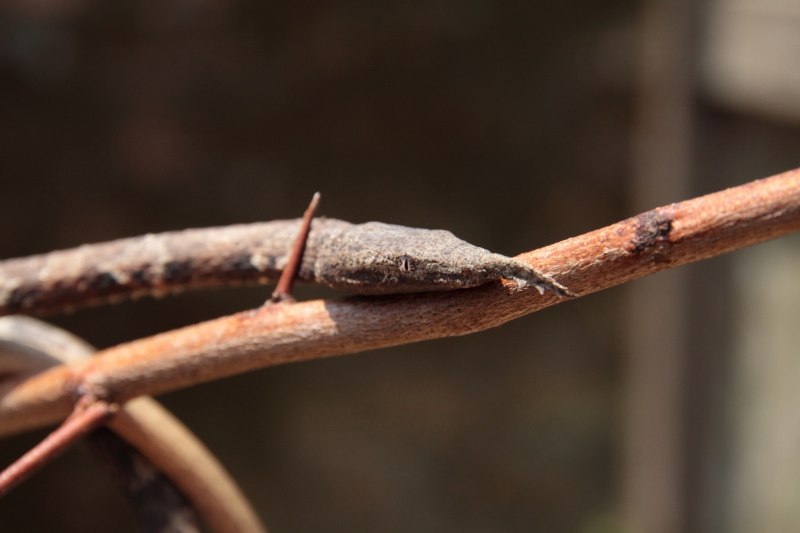 Malagasy Leaf-Nosed Snake