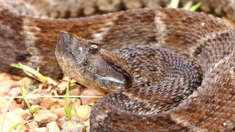 Snake Dragon