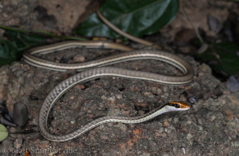 Dendrelaphis luzonensis