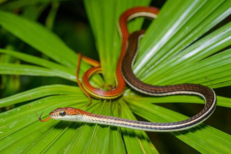 Pseudechis porphyriacus