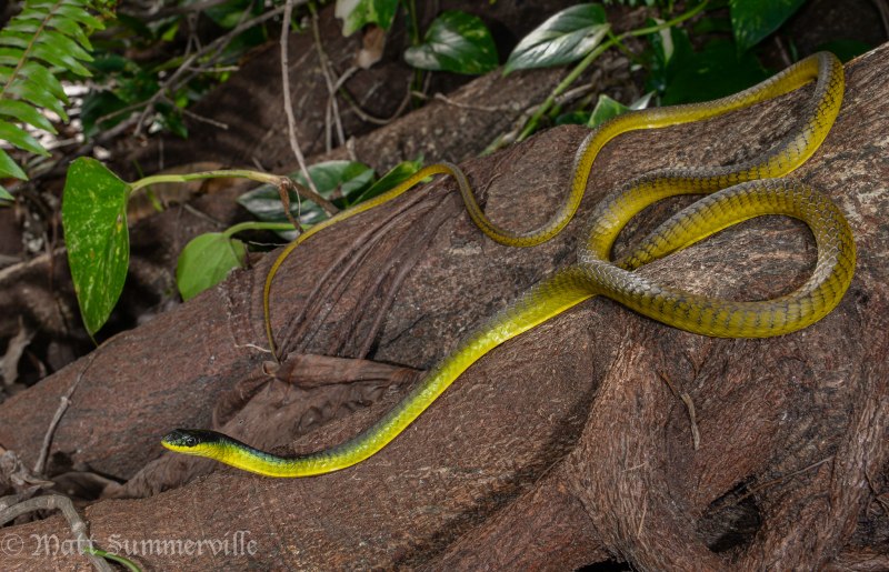 Dendrelaphis luzonensis