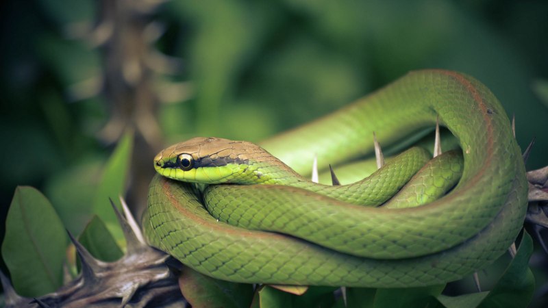 Madagascarophis colubrinus