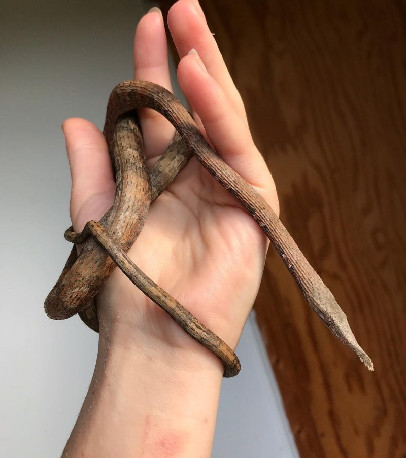 Dendrelaphis caudolineatus