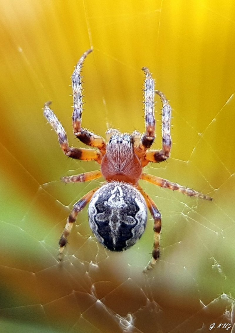 Araneus diadematus - крестовик
