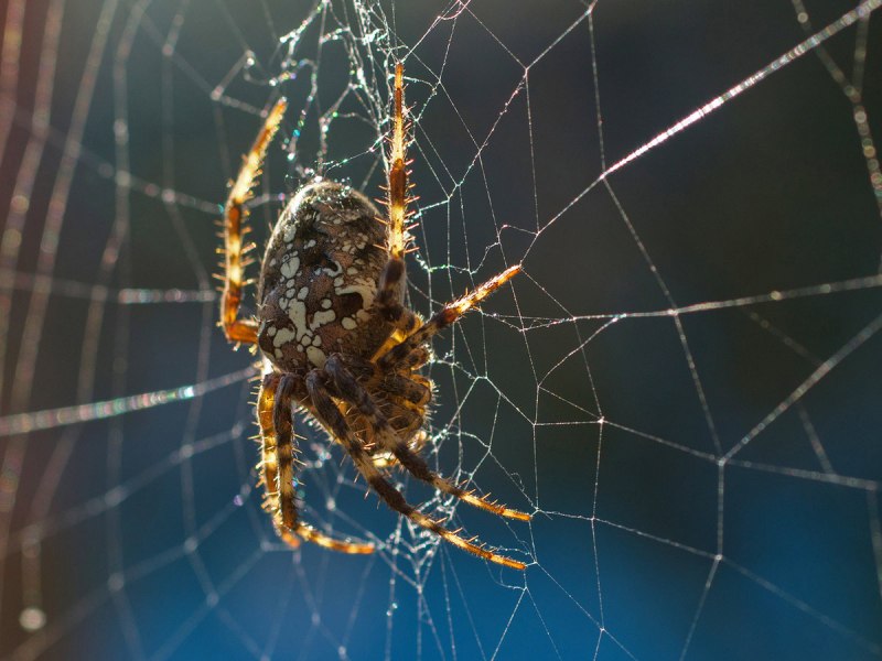 Обыкновенный крестовик - Araneus diadematus