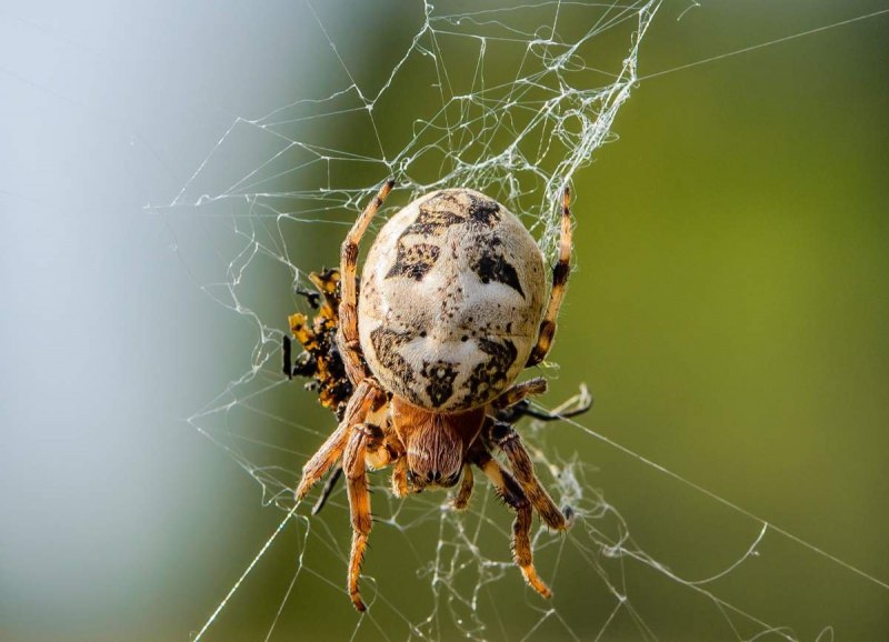 Araneus diadematus - крестовик