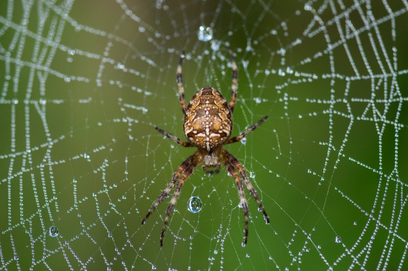 Araneus diadematus паук