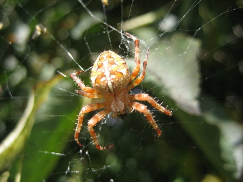 Araneus diadematus - крестовик