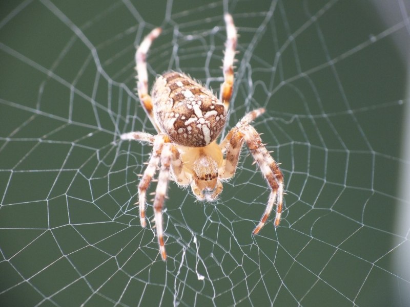 Araneus Quadratus Луговой крестовик