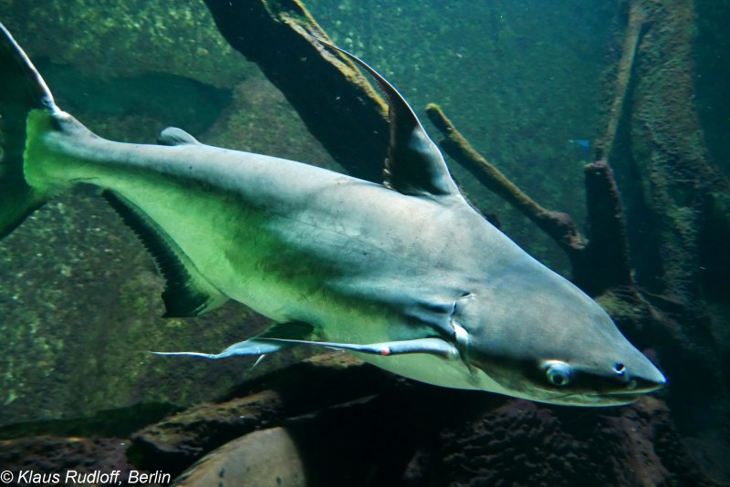 Pangasius hypophthalmus