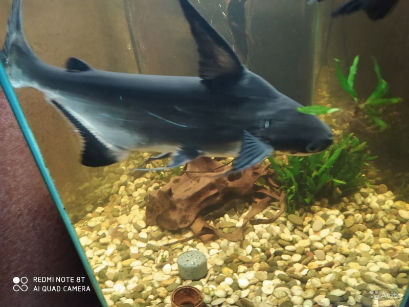 Pangasius hypophthalmus