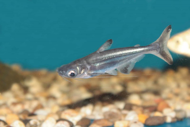 Pangasius hypophthalmus