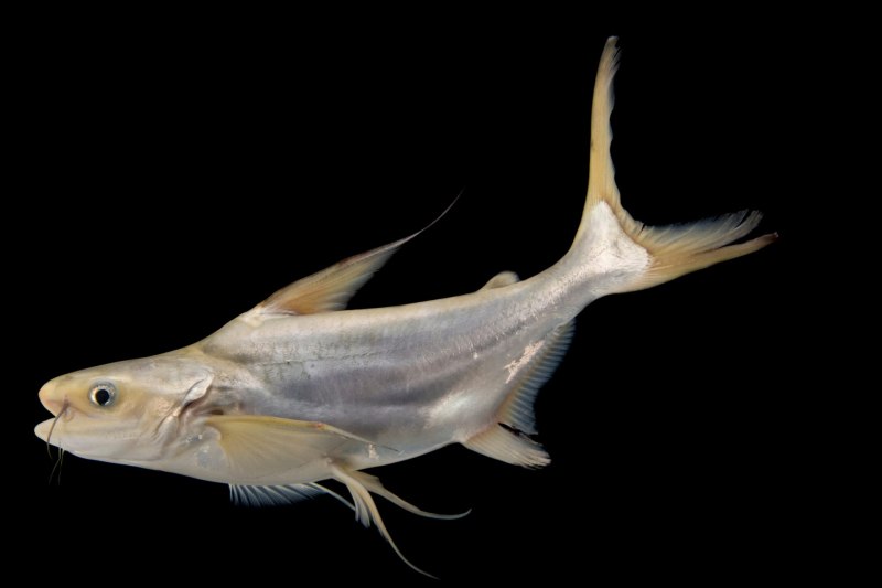 Pangasianodon hypophthalmus