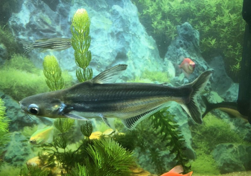 Hybrid Catfish
