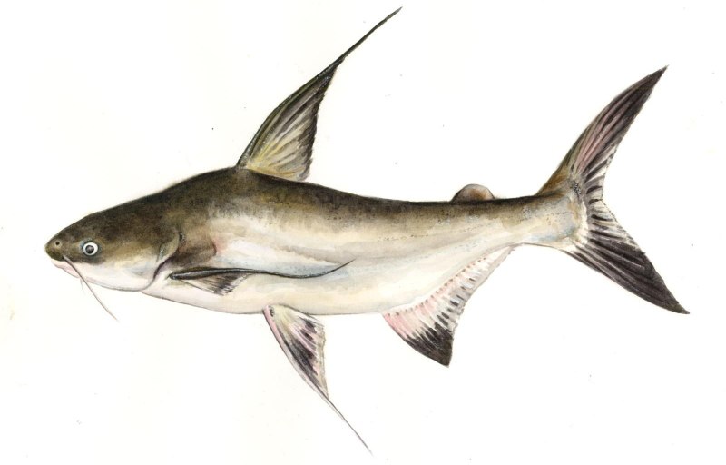 Pangasius рыба